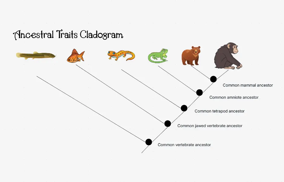 Ancestral Traits Cladogram — ancestral and derived characteristic mapping