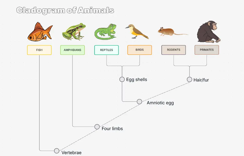 Cladogram of Animals — animal evolutionary relationship diagram