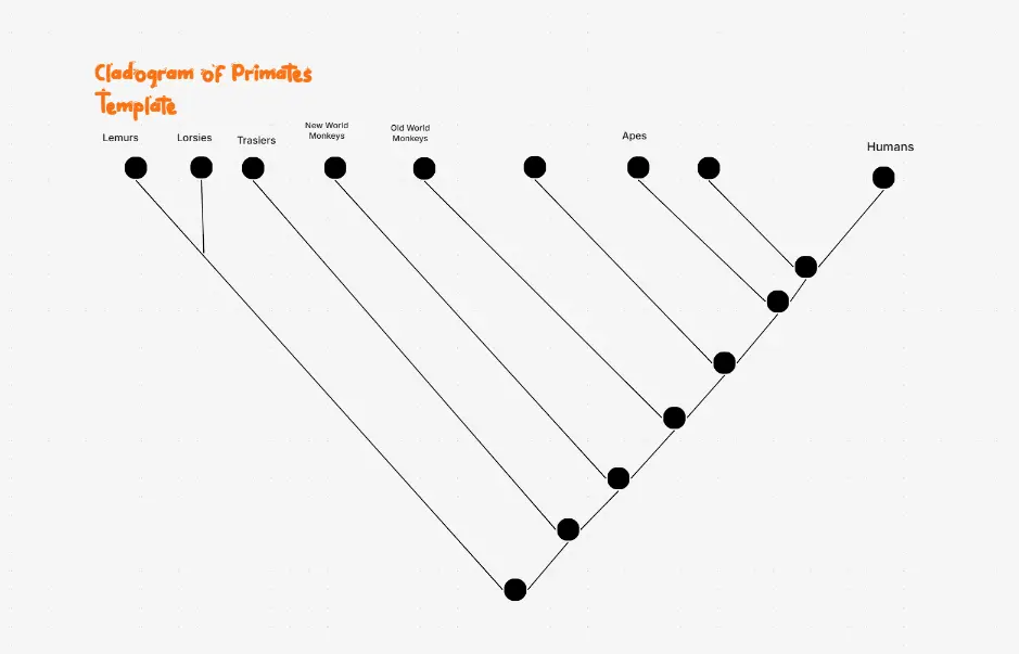 Cladogram of Primates — primate evolutionary lineage diagram