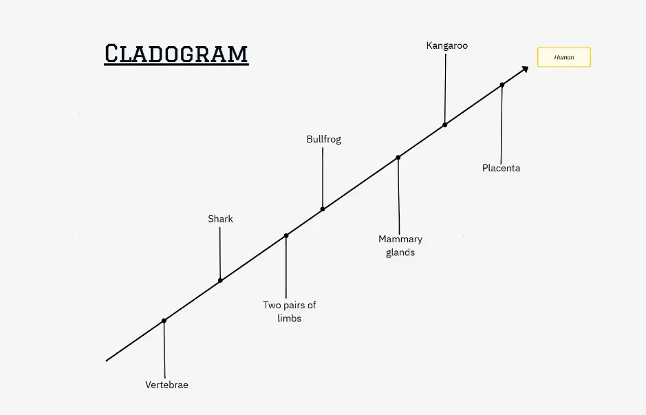 Cladogram Template — evolutionary relationship and phylogenetic tree diagram