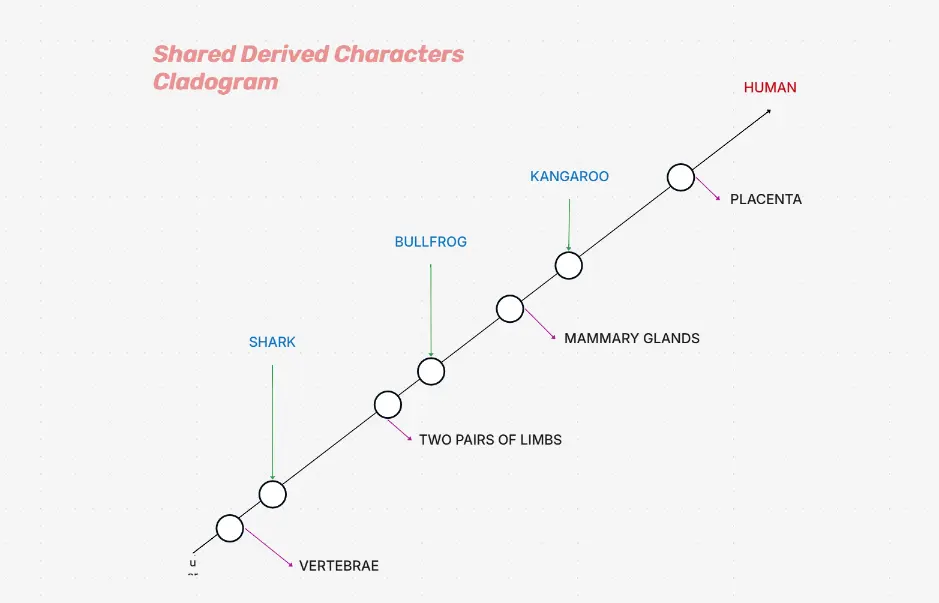 Shared Derived Characters Cladogram — evolutionary traits comparison diagram