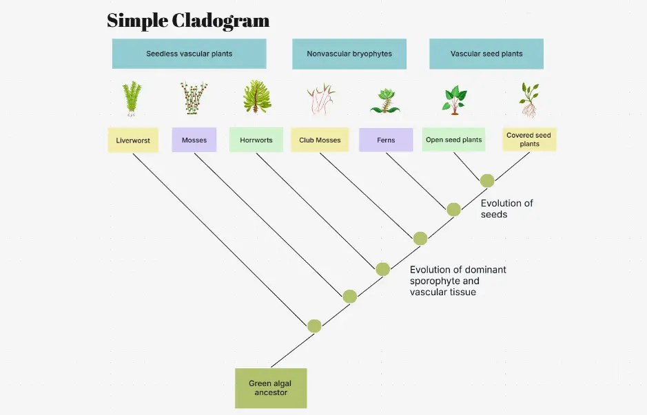 Simple Cladogram — basic phylogenetic tree and taxonomy diagram