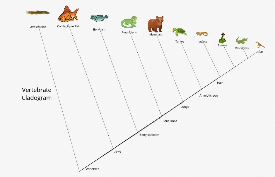 Vertebrate Cladogram — classification of major vertebrate groups