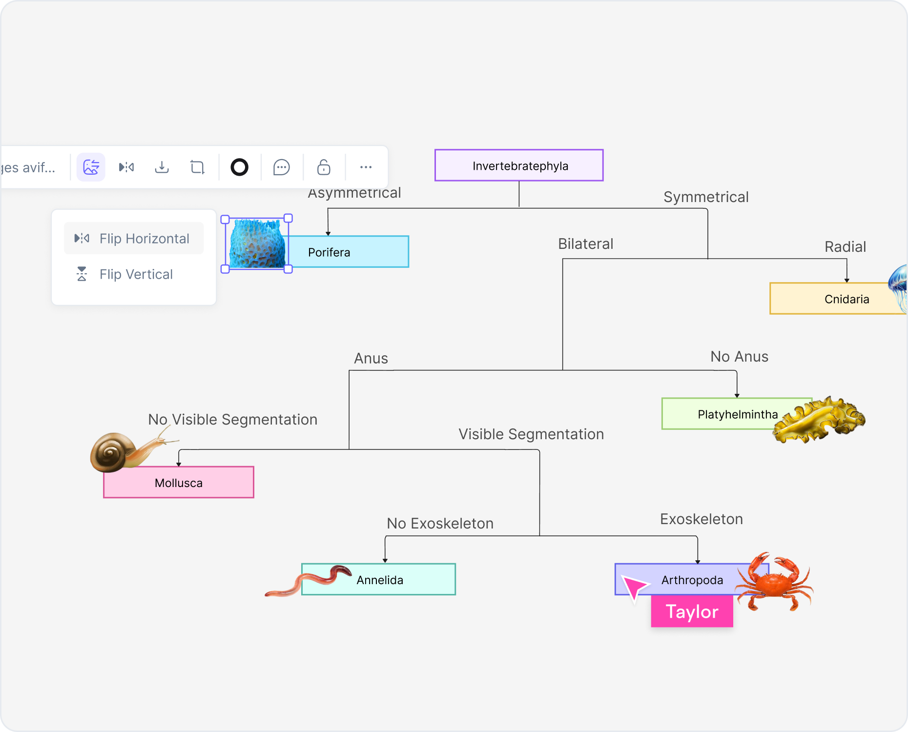 Why Use an AI Dichotomous Key Maker?