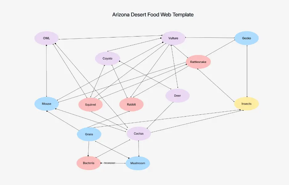 Arizona Desert Food Web Template