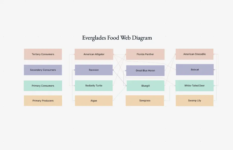 Everglades Food Web Diagram Template