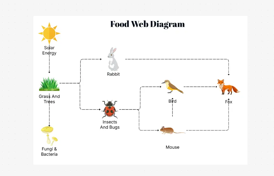 Food Web Diagram Template