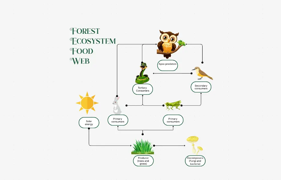 Forest Ecosystem Food Web Template