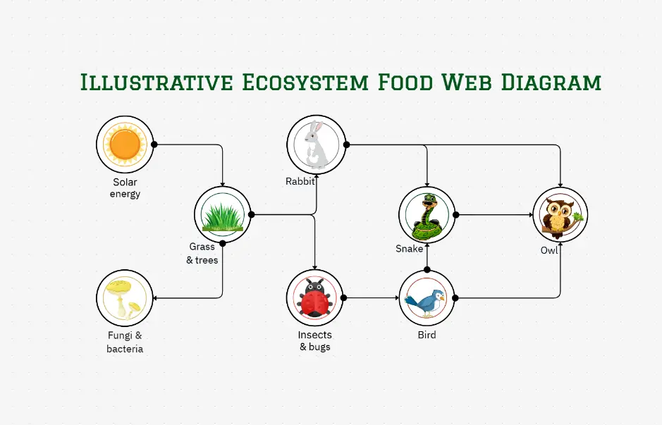 Illustrative Ecosystem Food Web Diagram Template