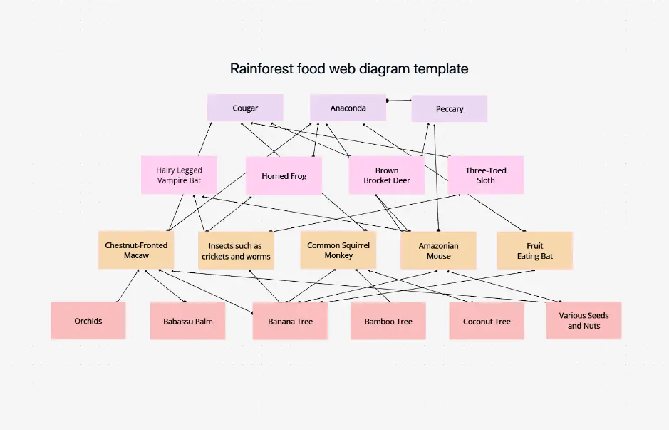 Rainforest Food Web Diagram Template