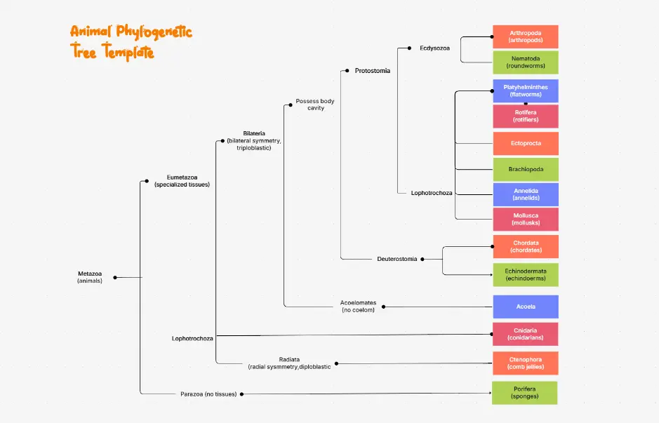Animal Phylogenetic Tree