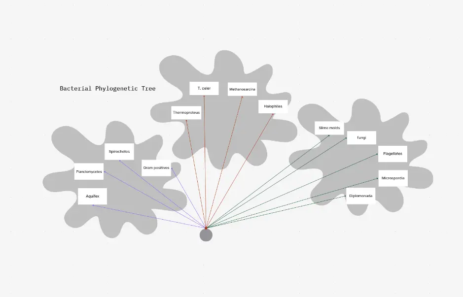 Bacterial Phylogenetic Tree