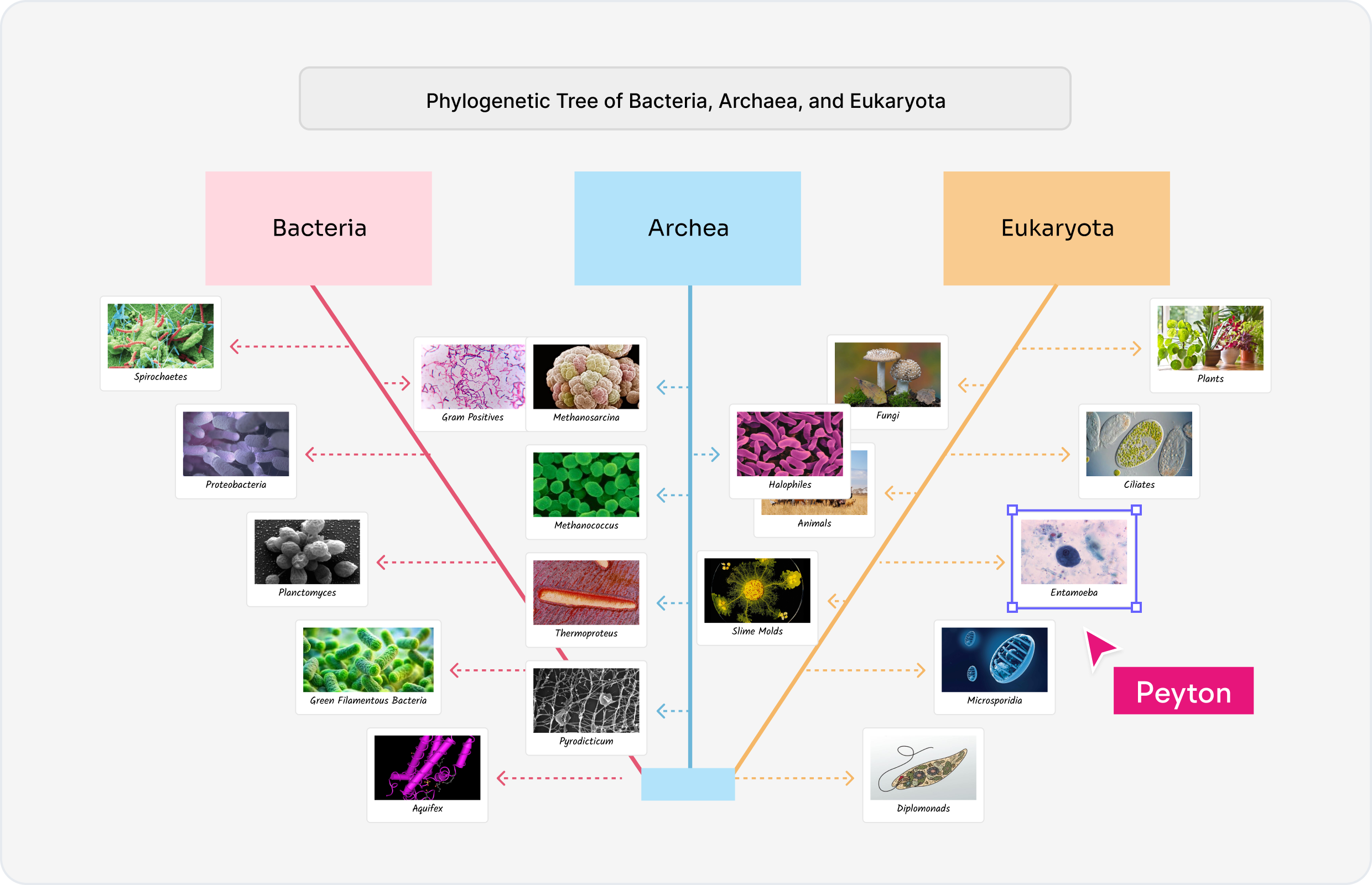 What is an AI Phylogenetic Tree?
