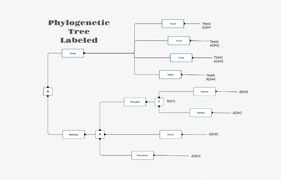 Phylogenetic Tree Labeled