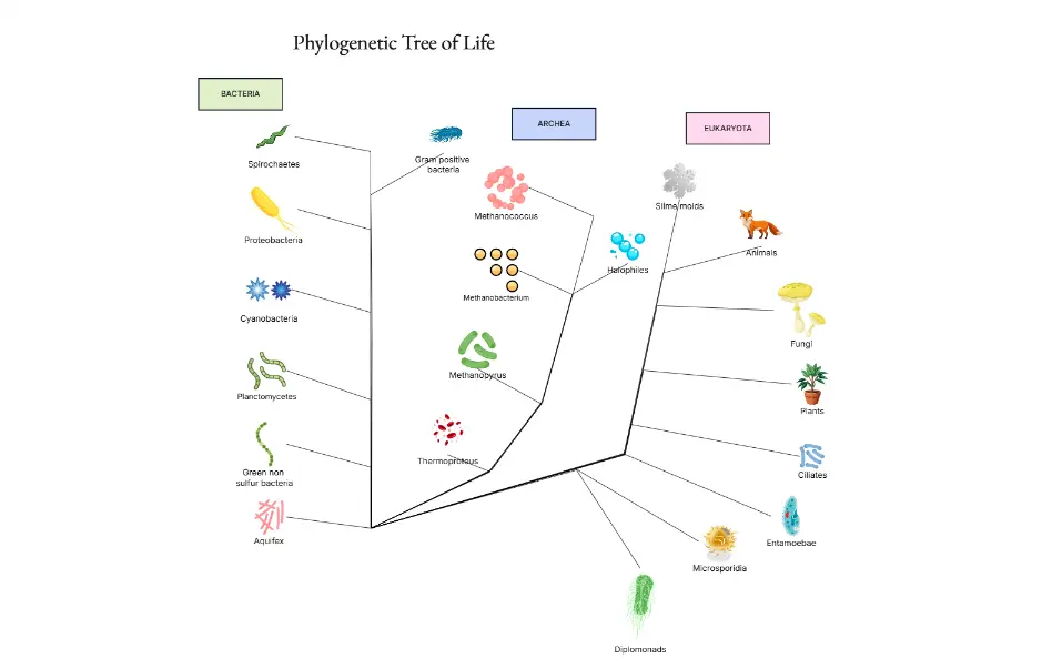 Phylogenetic Tree of Life