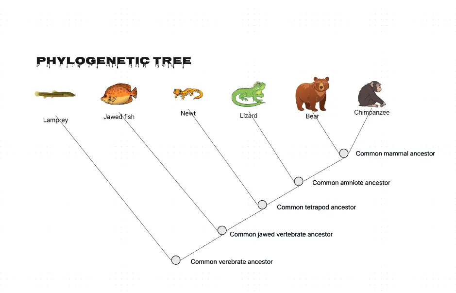 Phylogenetic Tree