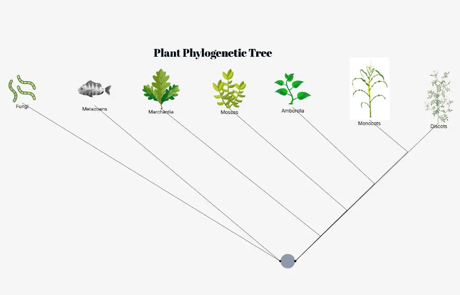 Plant Phylogenetic Tree